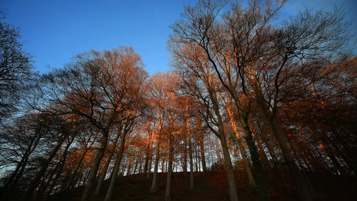 Light in the Beeches at Minnowburn, Belfast, Northern Ireland